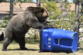 Other region 5 hunting access opportunities. Increased Bear Activity In Seeley Lake Campgrounds Please Store Food Properly Montana Hunting And Fishing Information