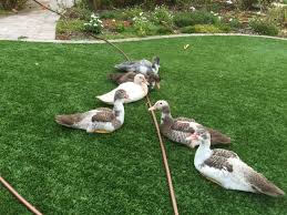Turf Cleaning Services In Las Vegas
