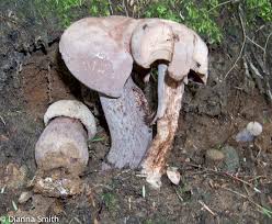 Image result for Sutorius eximius