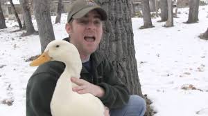American pekin duck animal breed. Peking Duck Youtube