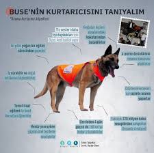 Arama Kurtarma Kopekleri