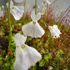 Image result for Utricularia