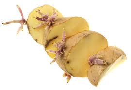Kartoffeln sind nicht sehr anspruchsvoll und können sogar auf kleinstem raum gedeihen. Kartoffeln Pflanzen Lohnt Sich