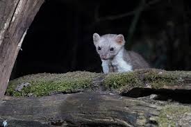 We suggest that you look into your. Marten A Misunderstood Pest And How To Deter From Vehicle Wiring Bavarian News U S Army Garrison Bavaria