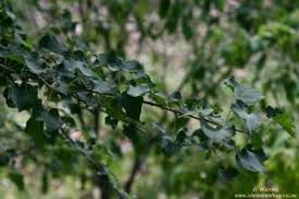 Image result for Sterculia rogersii