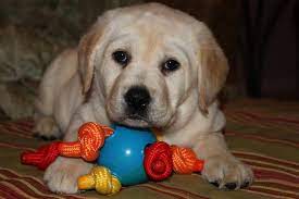 Maybe you would like to learn more about one of these? Akc English Labrador Puppies For Sale In Allegan Mi 269 512 2528 English Lab Puppy Allegan Mi Is Close To Plainwell Otsego Grand Rapids Holland Hamilton Flint Detroit Paw Paw Indiana Il