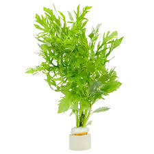 Image result for Hygrophila spiciformis