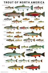Trout Of North America Fish Fish Chart Freshwater Fish