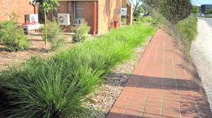 Check spelling or type a new query. Tanika Lomandra Is A Drought Tolerant Landscape Plant Ozbreed Strappy Leaf Plants Range Youtube