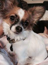 Pierre Papillon Chihuahua Mix Chiguagua Largos