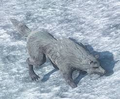Hope that helps you out. Snowclaw Wolf Official Riders Of Icarus Wiki