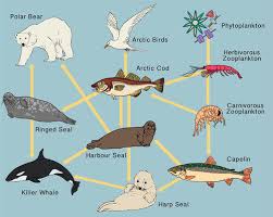 The entirety of interrelated food chains in an ecological community. Food Webs Read Biology Ck 12 Foundation