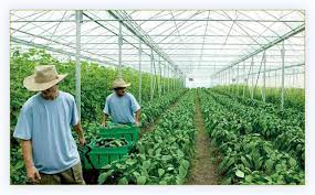 Avem posturi disponibile in germania pentru fabrica, lucru la banda, salriile pornesc de la 1000 eur minim, cazare si mese asigurate de angajator, pentru femei, barbati si cupluri. Locuri De Munca In Agricultura Germania Facebook