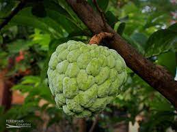 It is grown in the southern provinces. Cherimoya Gesund Vitaminreich