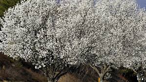 There are many lovely flowering trees, but a lot of them won't grow in tough urban conditions and poor soil. The Curse Of The Bradford Pear
