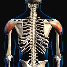 Muscle tone provides a slight tension on the muscle to prevent damage to the muscle and joints from sudden movements, and also helps to maintain the body's posture. Deltoid Muscles Isolated In Posterior Photograph By Hank Grebe