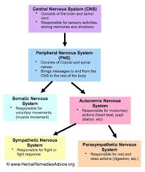 The pns is everything else and includes afferent and efferent branches with further subdivisions. Structure Of The Nervous System Nervous System Nursing Medical Knowledge Nervous System Anatomy