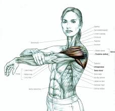 The muscles of the shoulder bridge the transitions from the torso into the head/neck area and into the upper extremities of the arms and hands. Stretching How To Stretch The Shoulder Yoga Anatomy Anatomy Muscle Anatomy