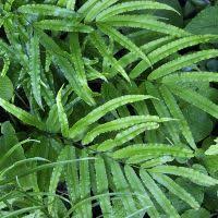 Image result for Pteris burtonii