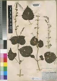 Image result for Equilabium laxiflorum