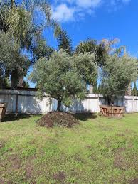 Coratina Olive Tree Olives Unlimited