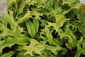 Image result for Pyrrosia