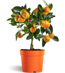 A calamondin fruit is a small citrus family fruit that have tastes like a sour tangerine. Calamondin Calamondin Orange Tree Oriana Citrina