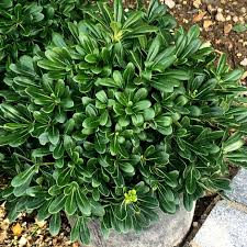 Image result for Pittosporum tobira