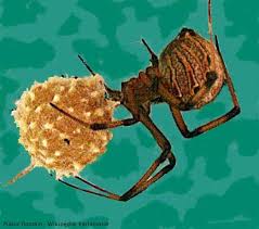 Stanley pest control is your trusted exterminator for los angeles, ca. Pest Control Encinitas Hearts Pest Management