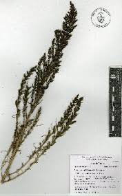 Image result for Suaeda merxmuelleri