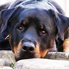 Every puppy comes with a health guarantee, shots, an… more. Rottweiler