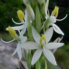 Image result for Chlorophytum bowkeri