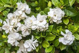 Plants You Should Always Prune In Winter Fragrant Plant Gardenia Trees Gardenia Bush
