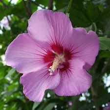 Image result for Hibiscus torrei