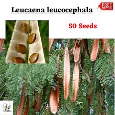 Image result for Leucaena leucocephala