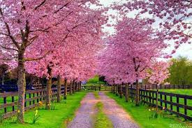 أشجار الخريف أسفل شلال الجبل الخلاب. ØµÙˆØ± Ø§Ø´Ø¬Ø§Ø± Ø§Ø¬Ù…Ù„ ØµÙˆØ± Ø§Ù„Ø´Ø¬Ø± Ø§Ù„Ù…Ù…ÙŠØ²