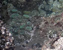 Image result for Aneilema chrysopogon