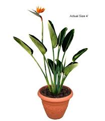 Bird Of Paradise Palm Plant Care Pin On Ms T