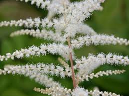 Hoher Wald Geissbart In 2020 Winterharte Stauden Stauden Winterhart