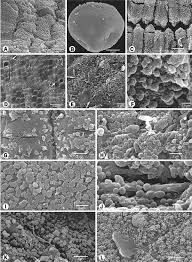 Image result for Cyperus hemisphaericus
