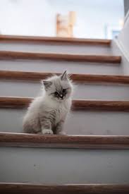 The scientists have stated that people experience a range of positive effects when they stroke these furry creatures. Baby Kittens For Free Craigslist Zona Ilmu 2