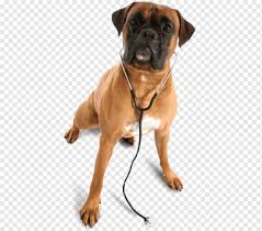 Kopek Veteriner Pet Clinique Veterinaire Boulevard Veteriner Hastanesi Kopek Png Pngwing