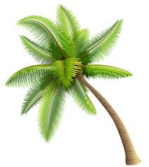 Download 86,948 coconut tree images and stock photos. Download Coconut Tree Transparent Image Hq Png Image Freepngimg