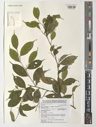 Image result for Leptaulus