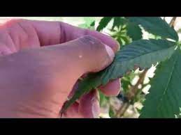 You should also pay attention to airflow. Wind Burn Heat Stress Youtube