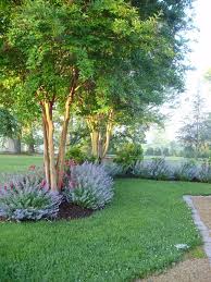 Catmint Roses And Crepe Myrtle I Love Crepe Myrtle A Southern Delight Landscape Design Creative Landscape Landscaping Along Fence