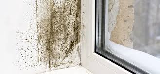 12 Common Types Of Mold In Homes Where To Find Mold In