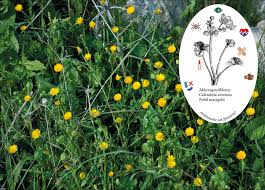 Marigolds are associated with dia de los muertos, or the day of the dead. Field Marigold Mediamatic