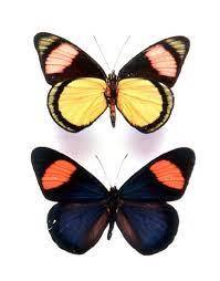 Medium to large butterflies found worldwide typically having brightly colored wings and. Godofinsects Com Brush Footed Butterflies Batesia Hypochlora Butterfly Images Butterfly Nature Girl