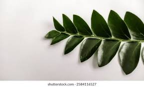 Image result for Phyllanthus beillei